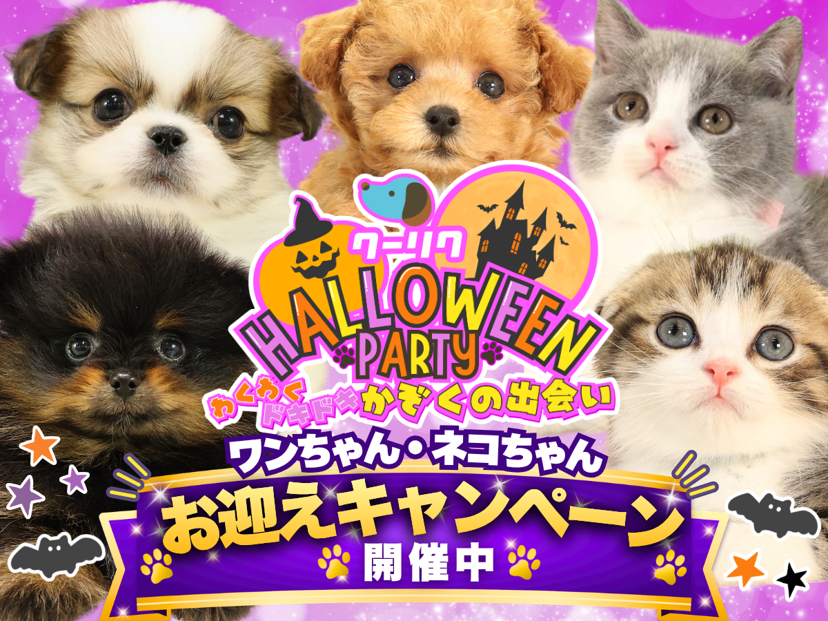 クーリク HALLOWEEN PARTY わくわくドキドキかぞくの出会い ワンちゃん・ネコちゃん特別大特価